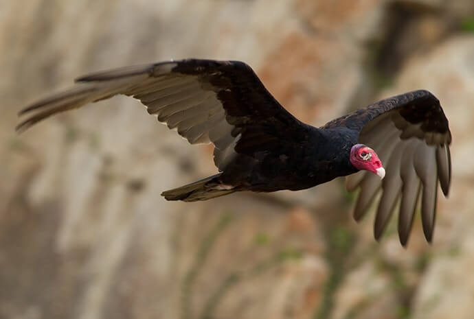 International Turkey Vulture Day