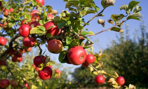 Apple Day 2017 - October 21
