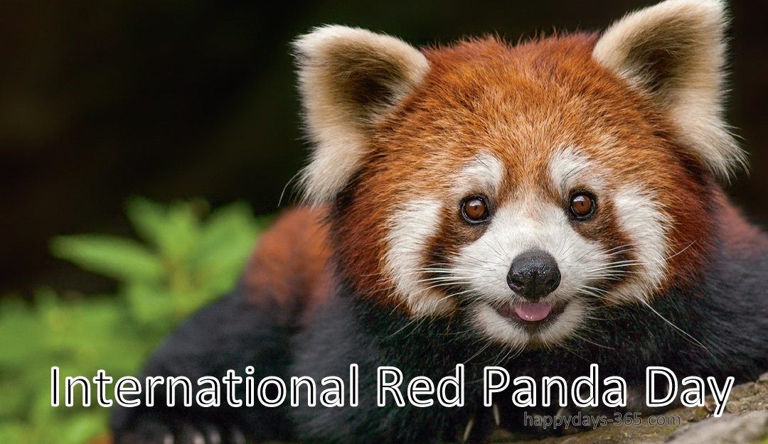 International Red Panda Day September 21, 2019 Happy Days 365