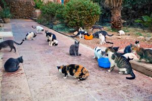 National Cat Herders Day