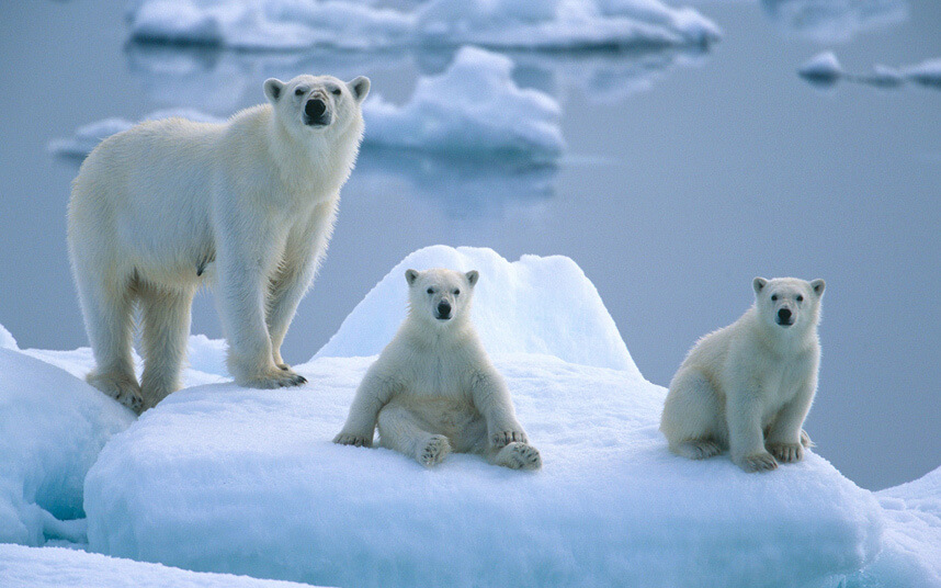 International Polar Bear Day 2018 - February 27