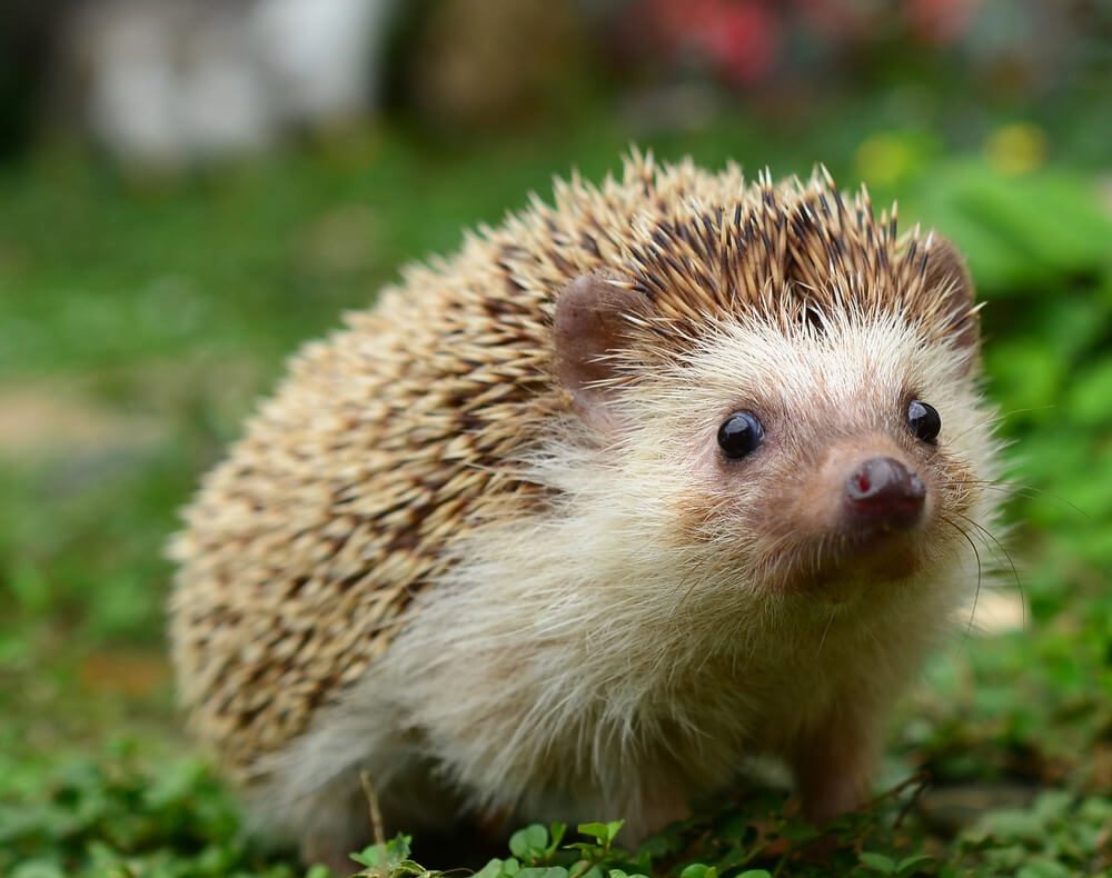 National Hedgehog Day