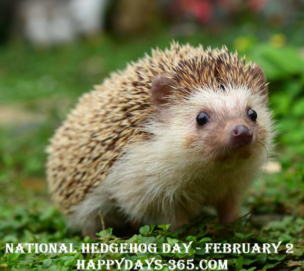 National Hedgehog Day February 2, 2019 Happy Days 365