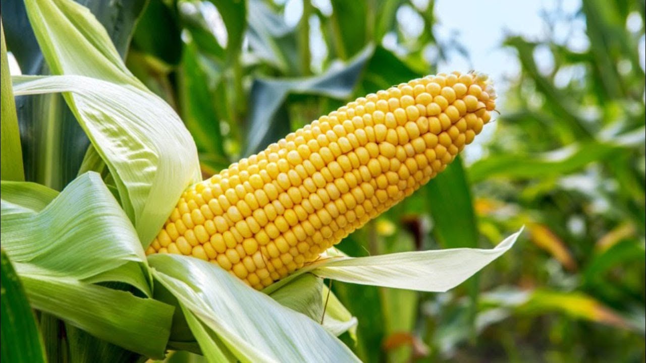 National Maize Day