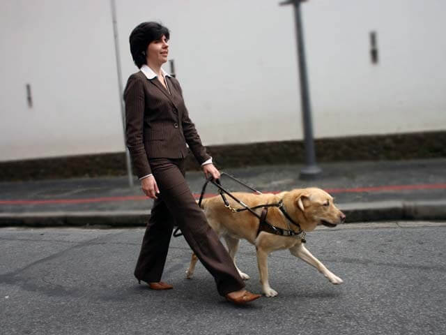 International Guide Dogs Day
