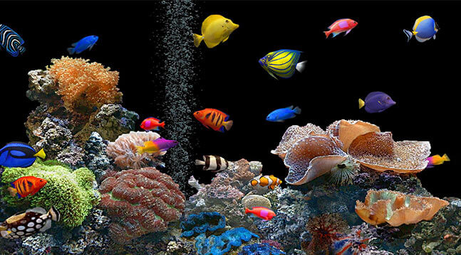 Clean Your Aquarium Day
