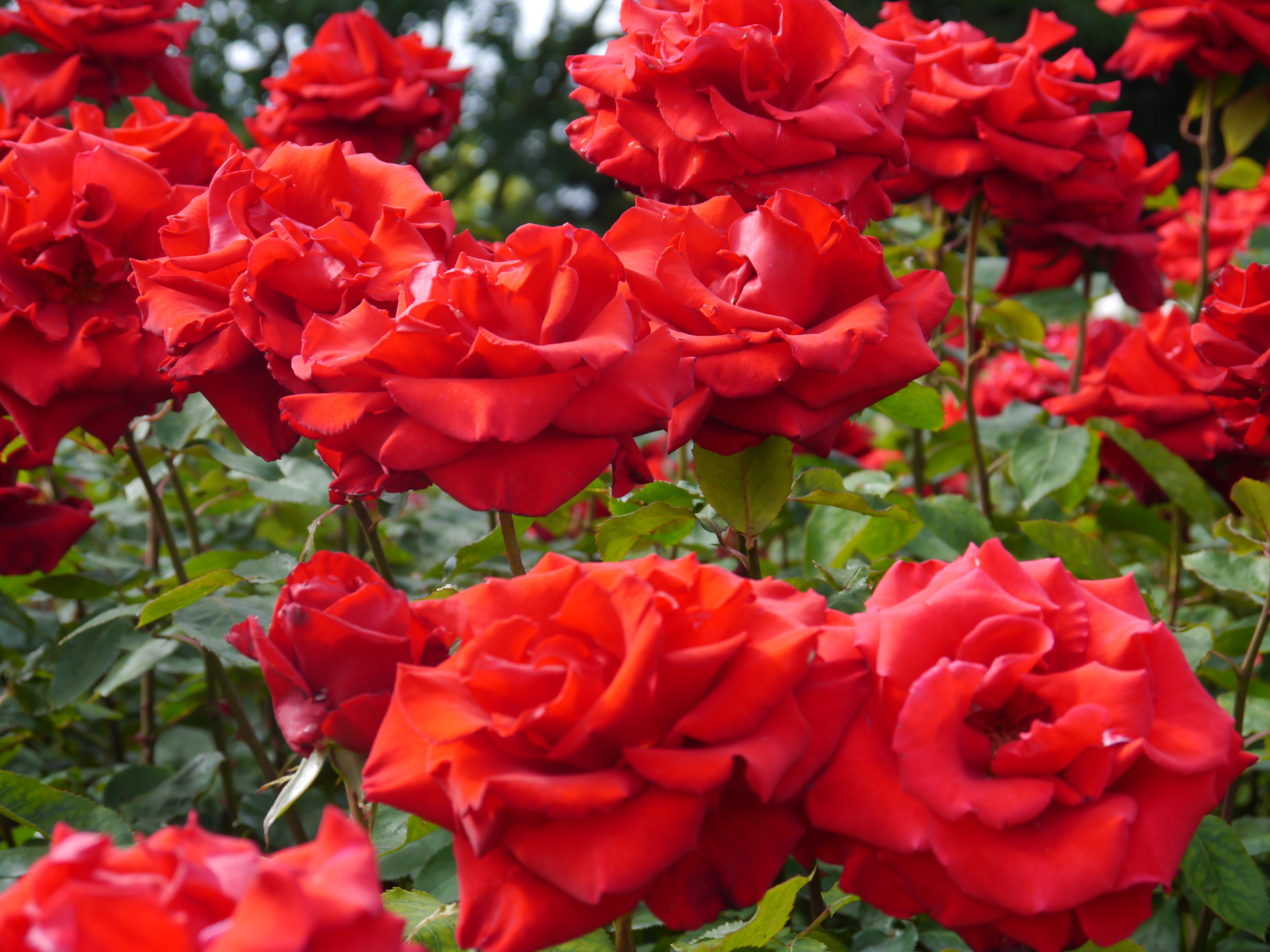 National Red Rose Day - June 12