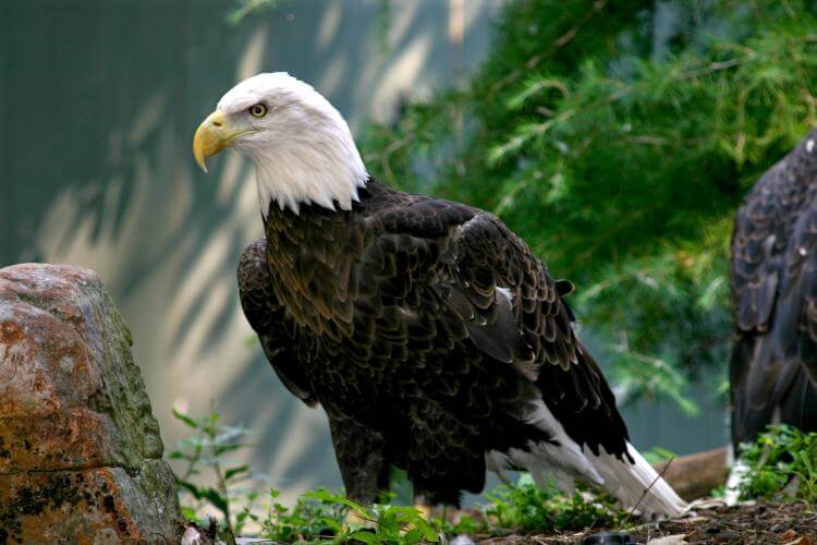 National American Eagle Day