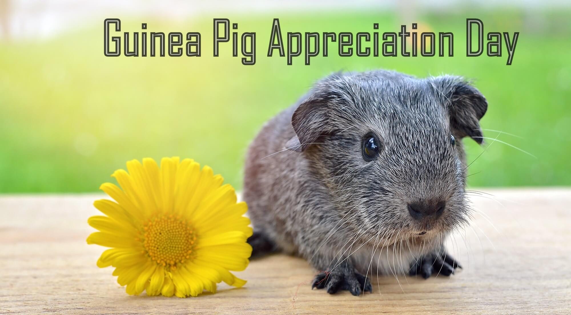 Guinea Pig Appreciation Day