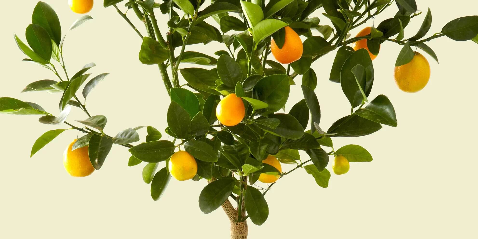 International Plant a Lemon Tree Day