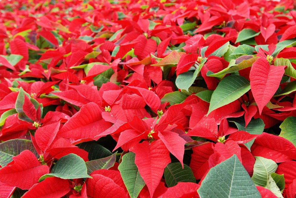 National Poinsettia Day December 12, 2023 Happy Days 365