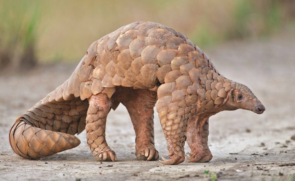 World Pangolin Day - February 17, 2024 - Happy Days 365