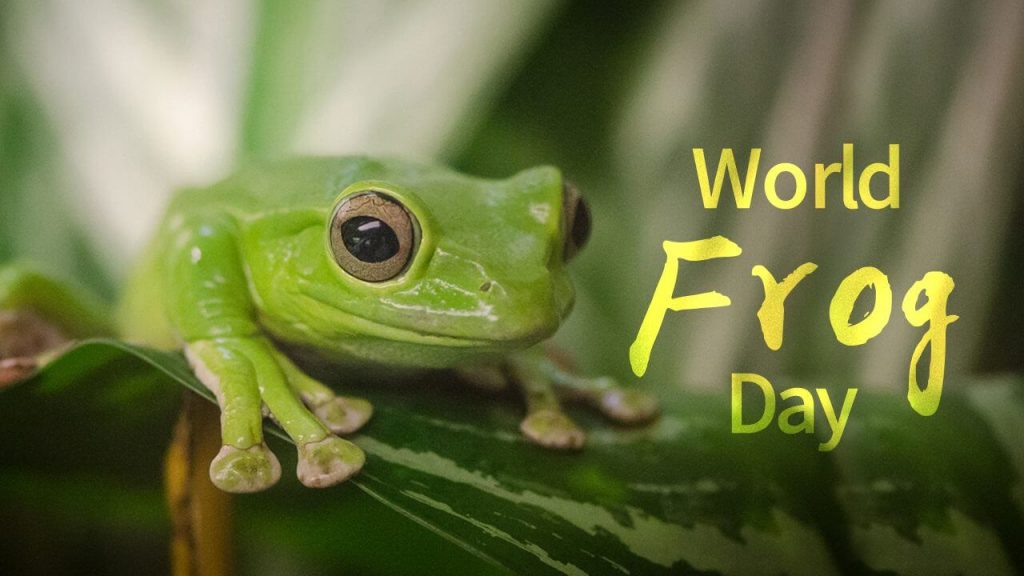 World Frog Day March 20, 2024 Happy Days 365