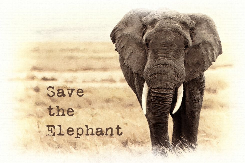 Save the Elephant Day April 16, 2024 Happy Days 365